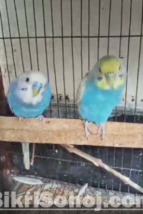 Budgerigar Master Pair
